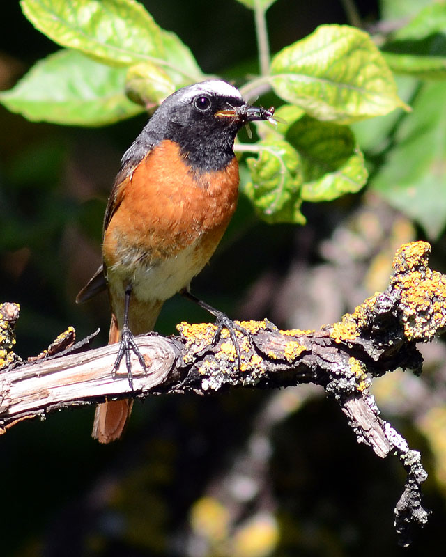 Una famiglia prolifica